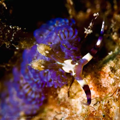 Nudibranch - Copyright-Commonwealth-of-Australia-Reef-Authority-Photographer-Blue-Eden-Images