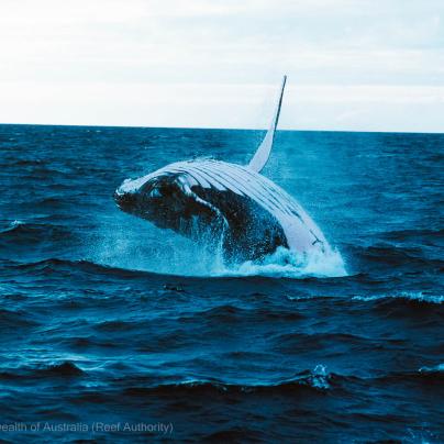 Humpback whale - Australia - Commonwealth of Australia (Reef Authority)