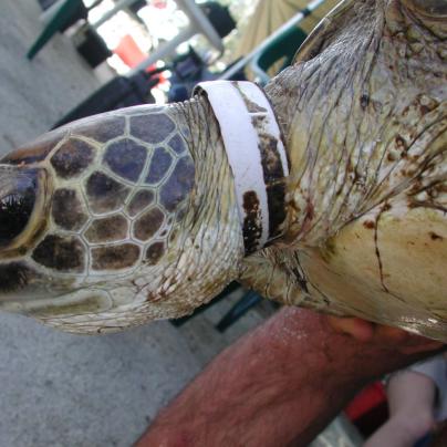 Plastic pollution impact on sea turtles