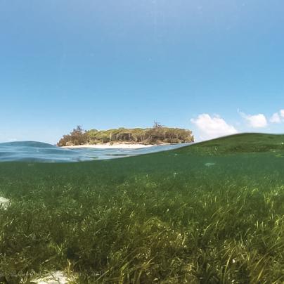 Seagrass over-under - © Len McKenzie Green Island seagrass 2018