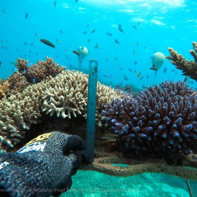 © Commonwealth of Australia - Reef Authority - Tourism Reef Protection Initiative - Quicksilver-Group-Coral-Nursery-Moore-Reef
