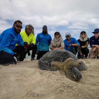 Green sea turtle Torres Straits Great Barrier Reef Traditional Owners