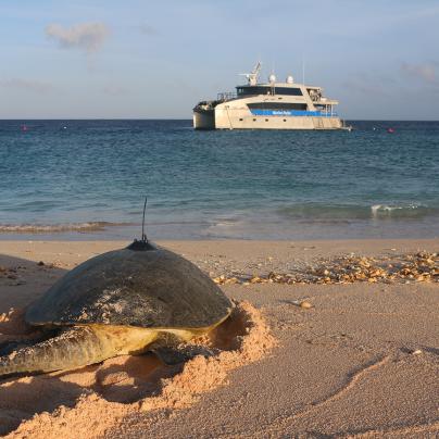 Green sea turtle Torres Straits Great Barrier Reef Traditional Owners