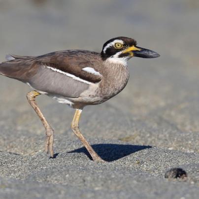 Shorebird