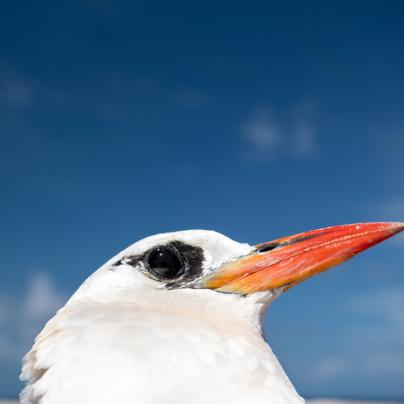 Tropic bird