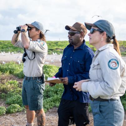 Bird surveys