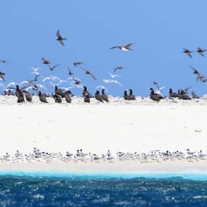 Birds