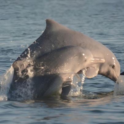 Two humpback dolphins leaping out of the water