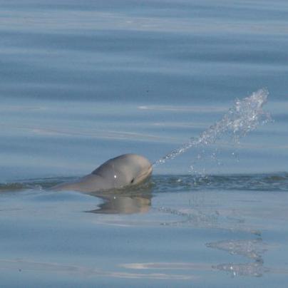 Snubfin dolphin spits a jet of water