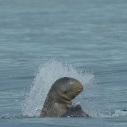 A snubfin dolphin's head emerges from the water with a splash as it appears to be in a brawl
