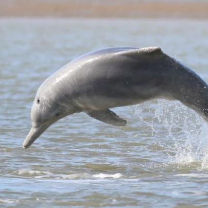 Humpback dolphin leaping out of the water