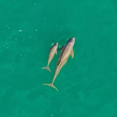 A snubfin dolphin swims in aqua coloured water alongside a calf