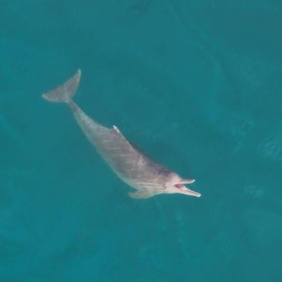 A humpback dolphin is hunting for food at the surface of the water with its mouth open