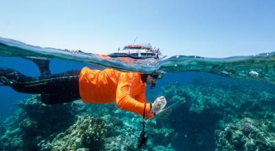 Half underwater, half surface photo showing a snorkeller assessing Reef health.