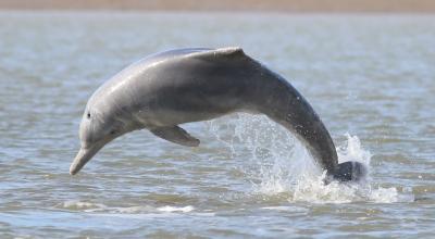 A humpback dolphin leaps out of the water.