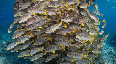 A swarm of fish