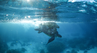 Two turtles mating under water