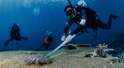 COTS Cull Training in Palau