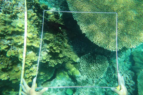 Benthic monitoring underway at the positive control site.