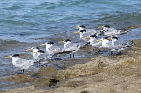 Tern