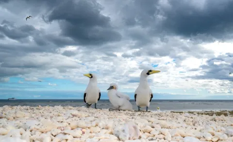 Masked booby