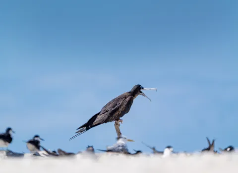 Lesser frigatebird