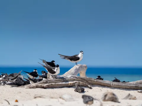 Tern