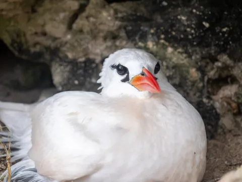 Red-tailed tropic bird