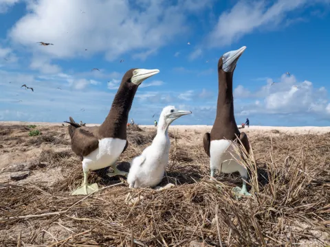 Brown Booby