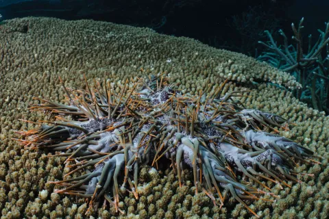 Dead COTS 24 hours after injection