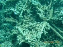Mars Reef Stars