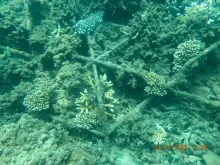 Mars Reef Stars