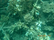 Mars Reef Stars