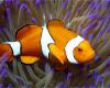 Clown fish in anemone