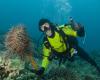 Diver culling COTS