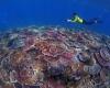 A colourful coral reef in the foreground with a person swimming with a camera in the background.
