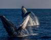 Two whales leaping out of the water