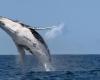 A humpback whale leaps out of the water.