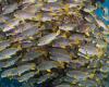 A swarm of fish