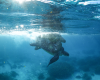 Two turtles mating under water