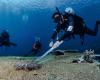 COTS Cull Training in Palau