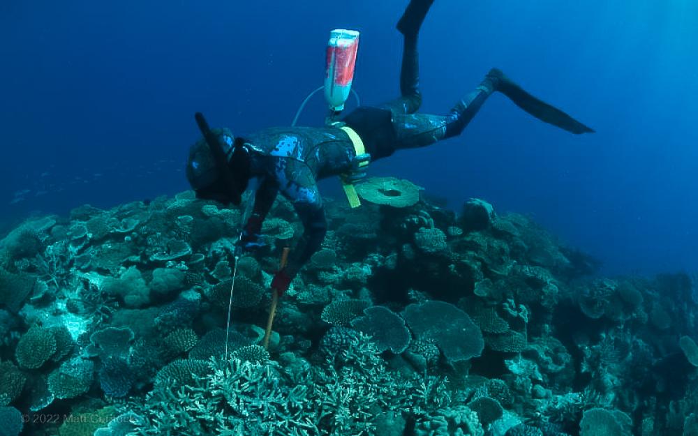 Crown-of-Thorn Trained Diver COTs Program Great Barrier Reef