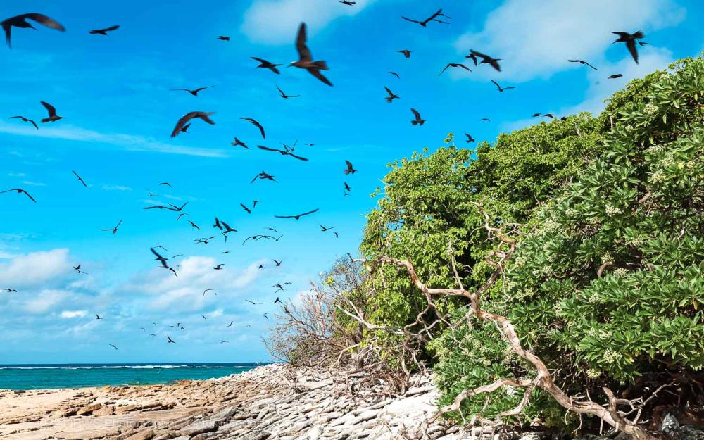 Sea birds along the Great Barrier Reef – Australia - © QPWS - Photographer: Victor Huertas