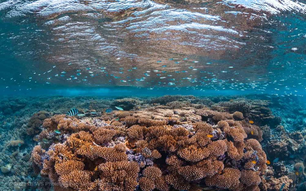 Coral reef image – Australia - © QPWS - Photographer: Victor Huertas