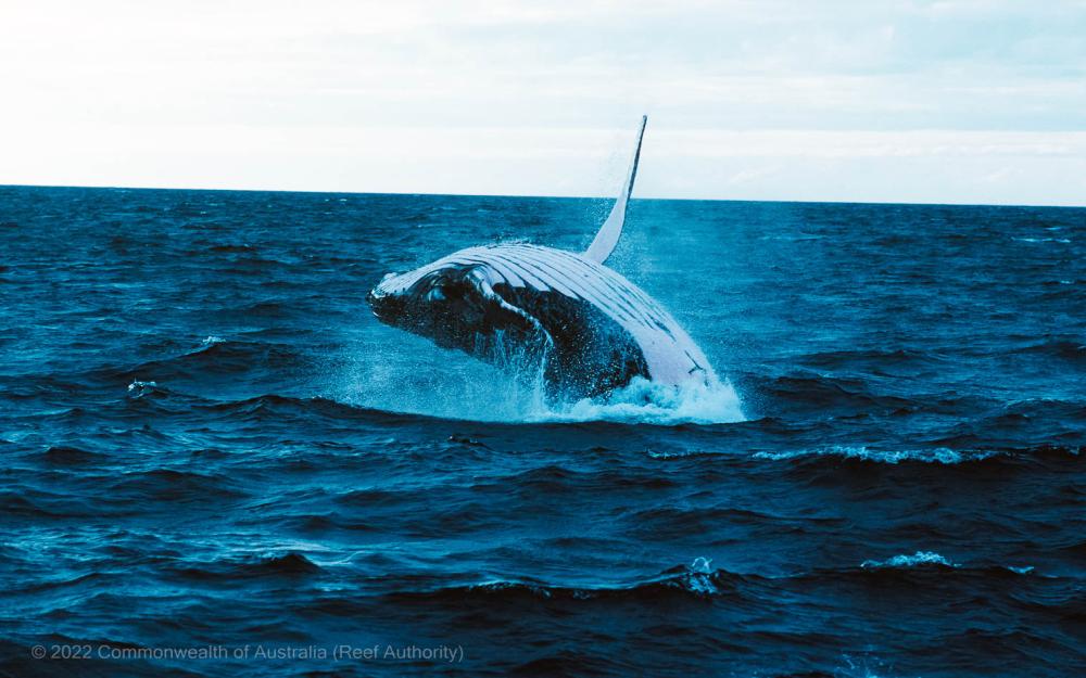 Humpback whale - Australia - Commonwealth of Australia (Reef Authority)