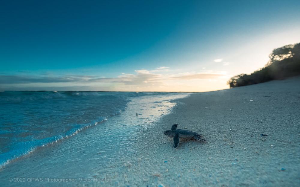 juvenile turtle running to the water