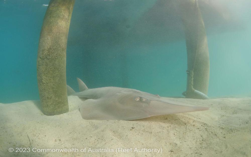 Shovelnose ray at heron island