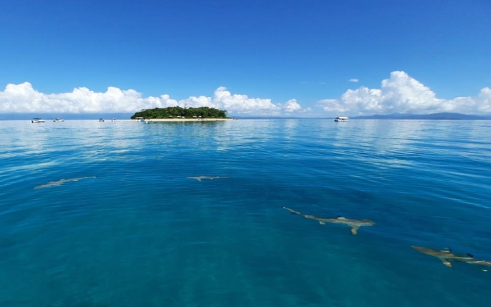 Low Isles from the water