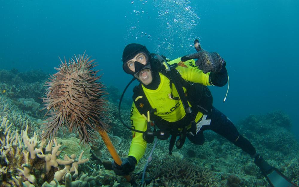 Diver culling COTS