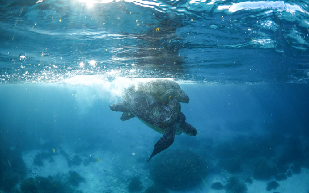 Two turtles mating under water